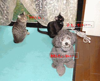 c0136736_19562320.gif