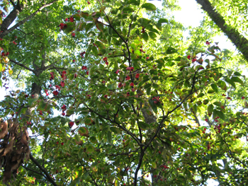 e0110940_11234241.jpg