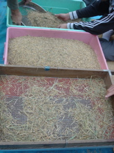 d0112350_051268.jpg