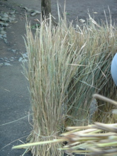 d0112350_055389.jpg