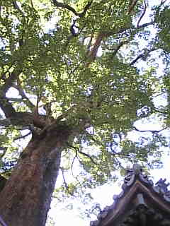c0069552_13251846.jpg
