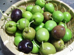 c0055363_173732.jpg