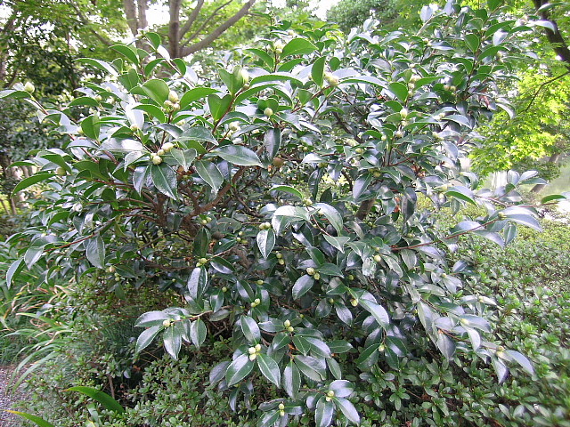 a0079880_23105262.jpg