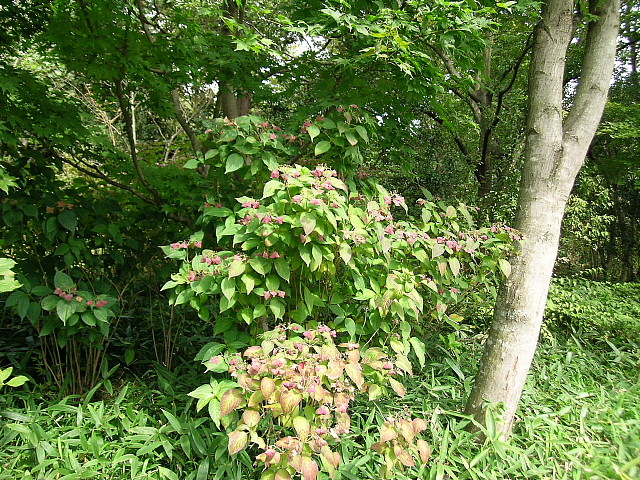 a0079880_2391876.jpg
