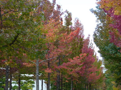e0026586_10502694.jpg