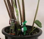 f0061401_21404096.gif