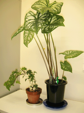 f0061401_21451344.gif