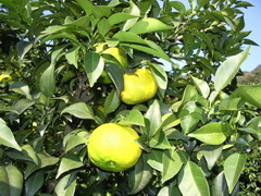 a0099732_8374752.jpg