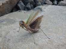 f0000644_91413.jpg