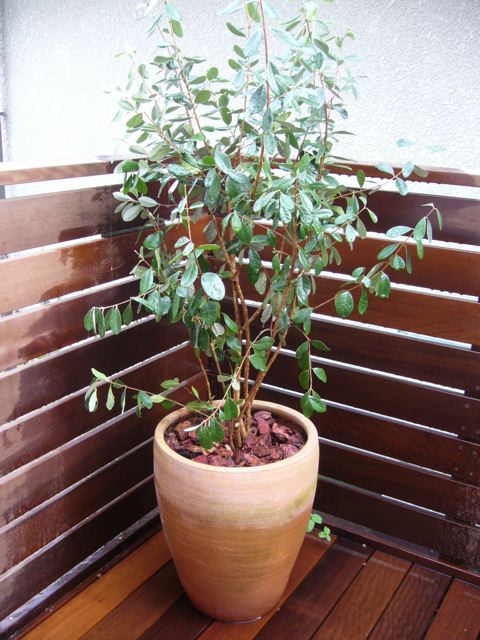 f0150047_035535.jpg