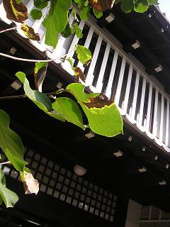 e0022948_2324447.jpg