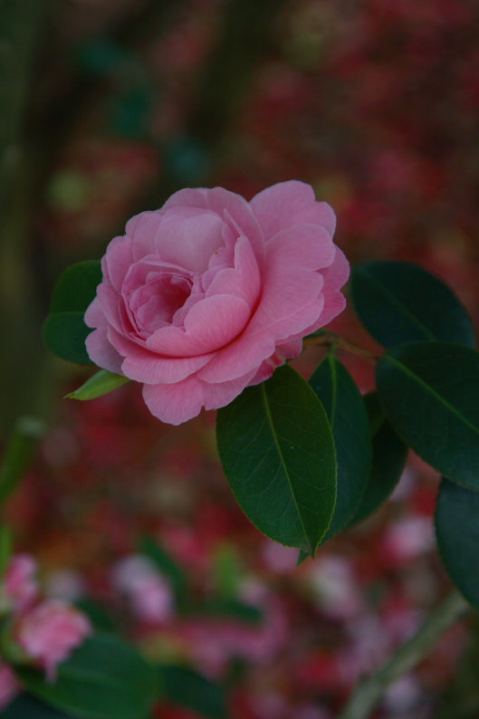 f0137354_160359.jpg