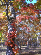 b0086858_352226.jpg