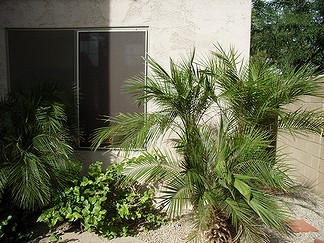 d0118862_611922.jpg