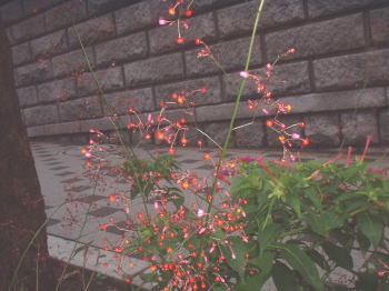 a0085663_22514639.jpg