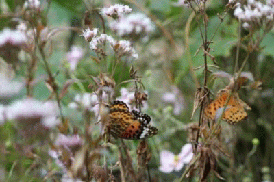 b0088772_2012526.gif
