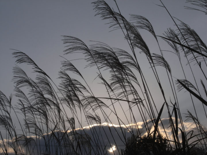 e0100772_21595614.jpg