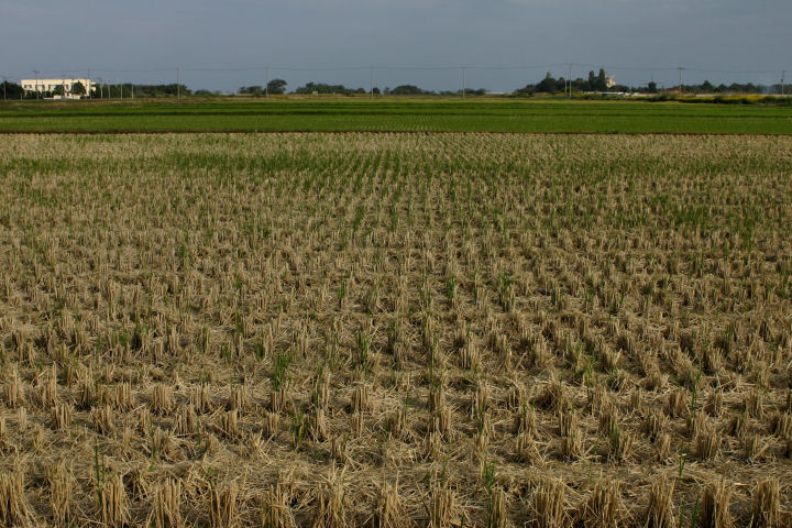 d0079373_8531778.jpg