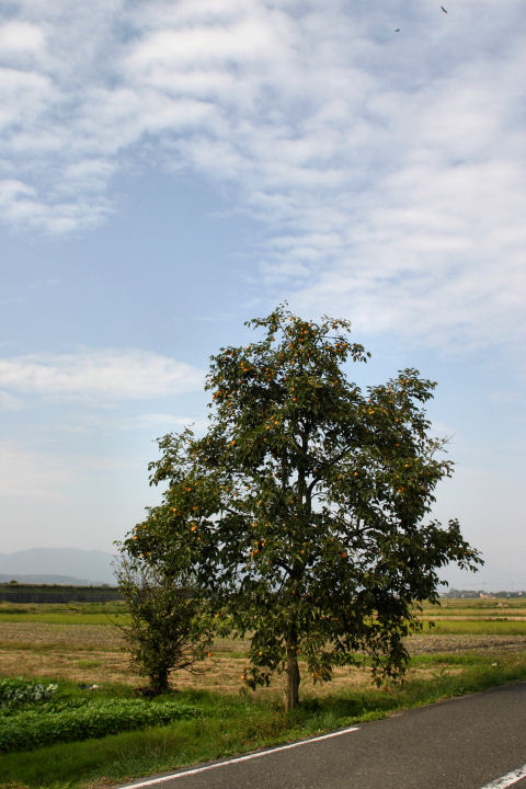 d0079373_8533140.jpg