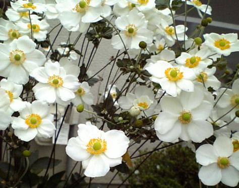 c0124776_911833.jpg