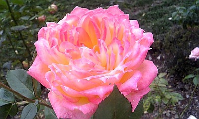 f0147602_10582622.jpg