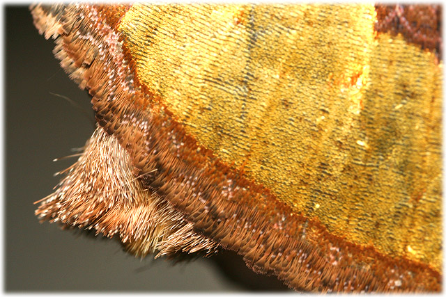 e0065734_4575685.jpg