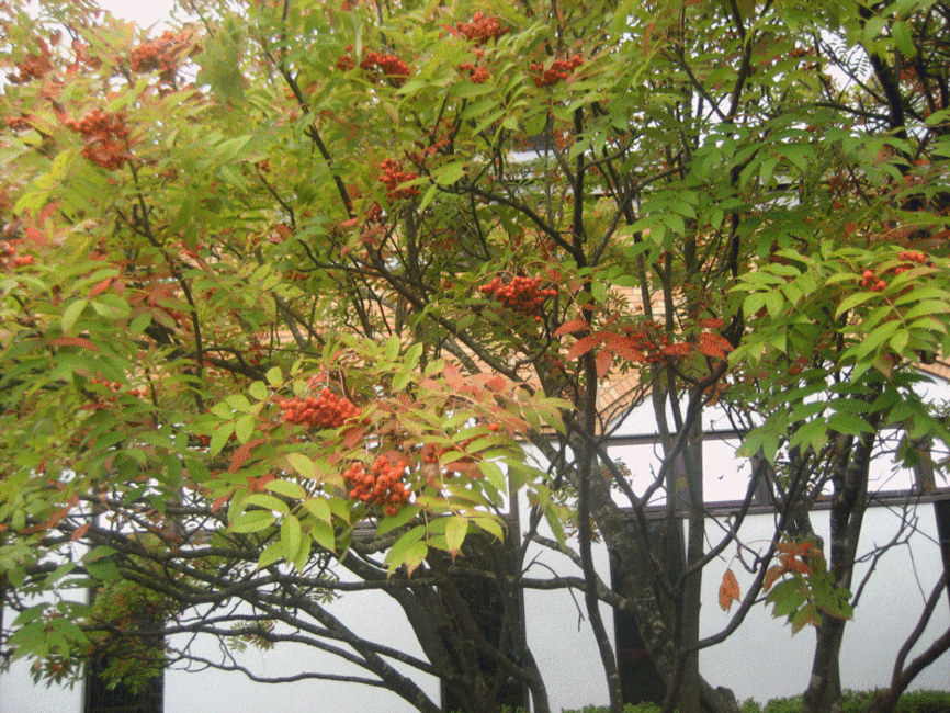 e0111557_2326195.gif