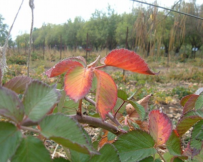 a0080368_241115.jpg