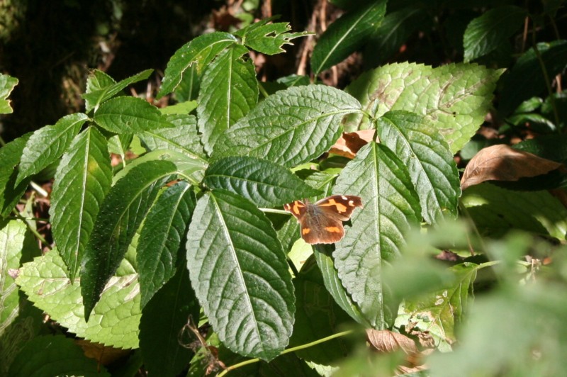 b0088772_20303713.jpg