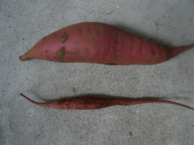 f0151872_1061526.jpg