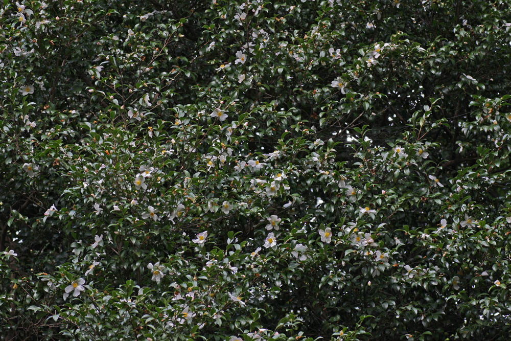 a0083081_15255328.jpg