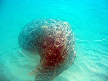 e0023100_035183.jpg