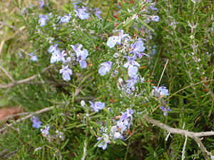 e0099905_21203733.jpg