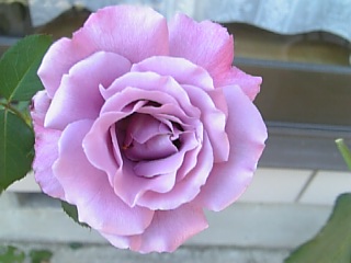 e0098908_2235576.jpg