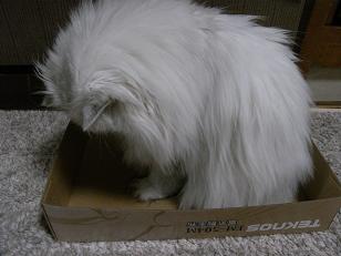 e0063317_1573976.jpg