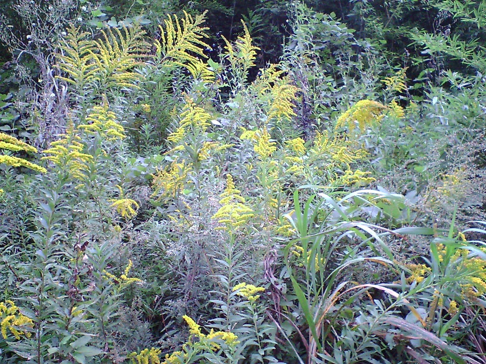 e0071819_1604441.jpg