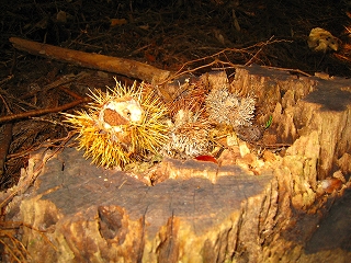 e0002820_8185717.jpg