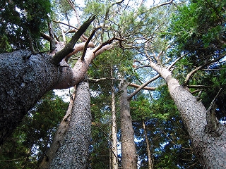 e0002820_8211335.jpg