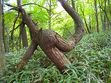 e0002820_8272443.jpg