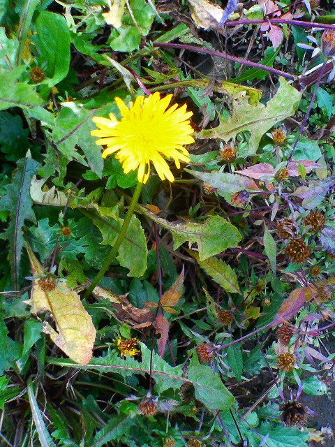 e0080524_2149933.jpg