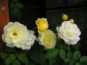 b0031925_1117430.jpg