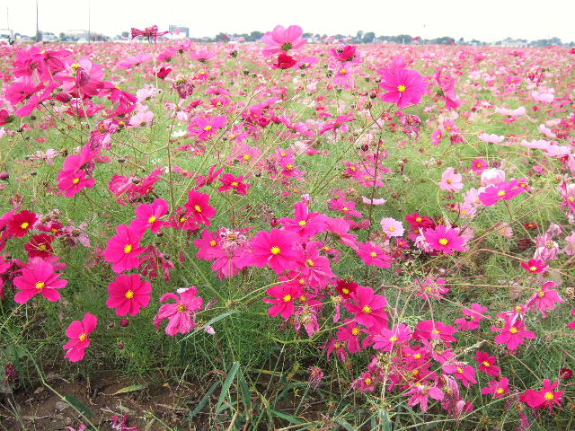 e0064133_072887.jpg