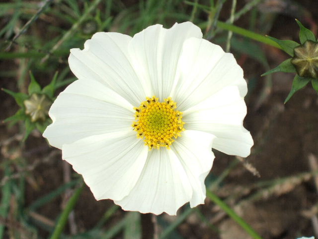 e0064133_073467.jpg
