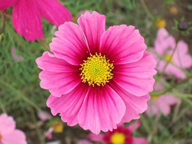 e0064133_074229.jpg