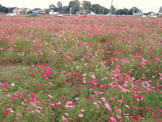 e0064133_0782.jpg