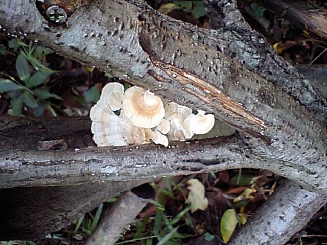 c0040244_20555893.jpg