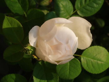 f0084747_3104931.jpg