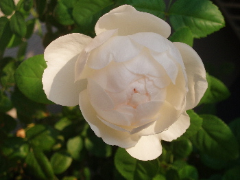 f0084747_3115739.jpg