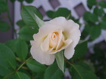 f0084747_3162596.jpg