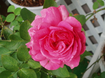 f0084747_3233777.jpg